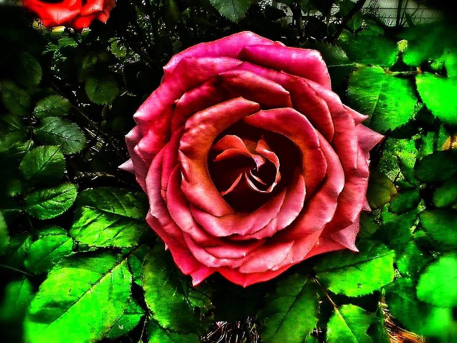 Rose Photograph