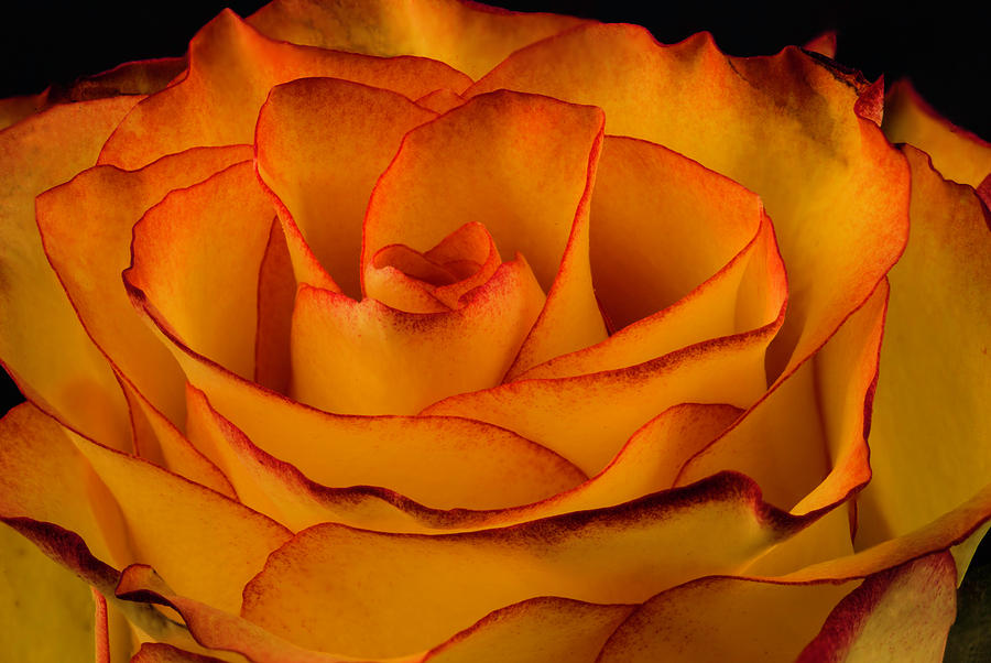 Flower Photograph - Rose Edge  by Maria Ollman