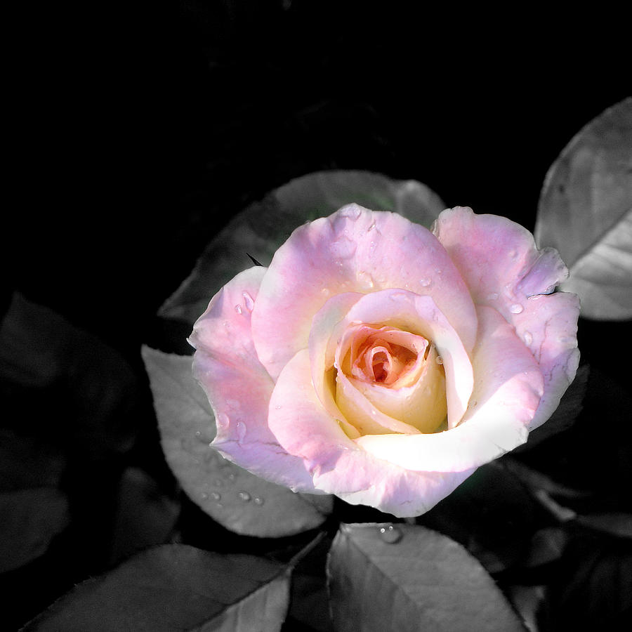 Rose Emergance Photograph by Steve Karol
