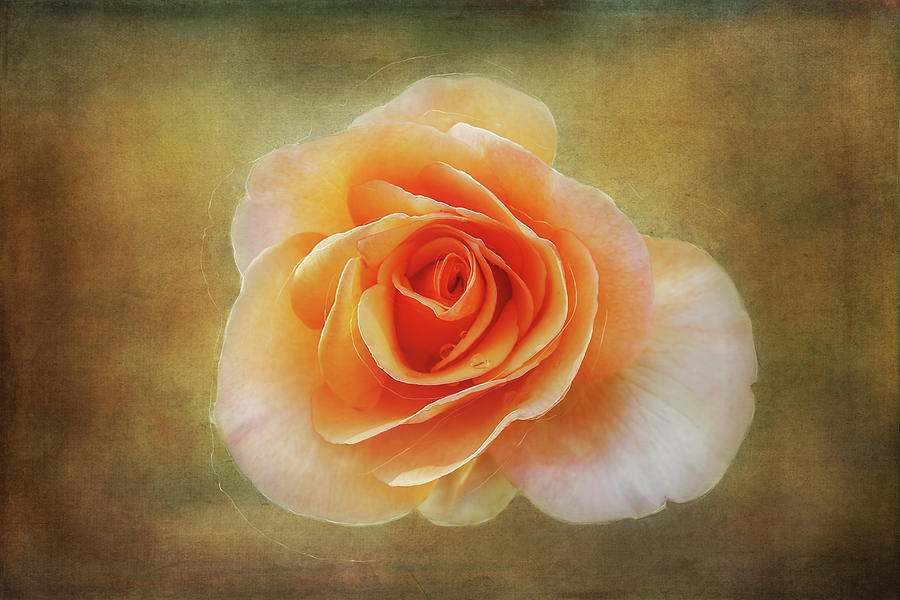 Rose Emerging Digital Art by Terry Davis