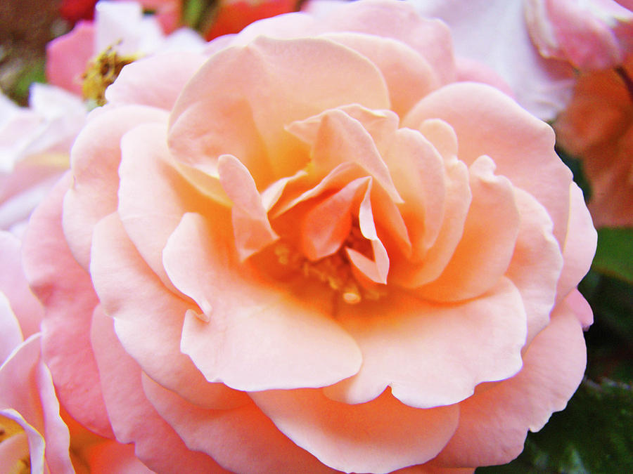 Rose Floral art print Peach Pink Roses Garden canvas Baslee Troutman Photograph by Patti Baslee