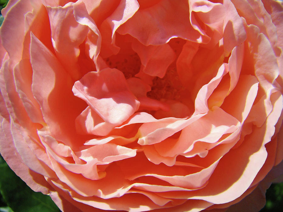 Rose Flower art prints Pink Peach Roses Baslee Troutman Photograph by Patti Baslee