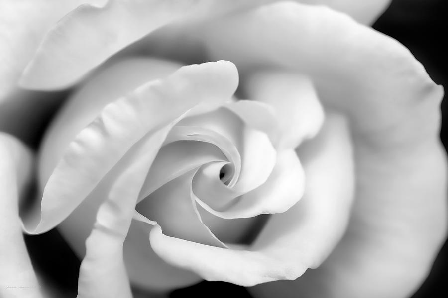 Rose Flower Black and White Monochrome Photograph by Jennie Marie Schell