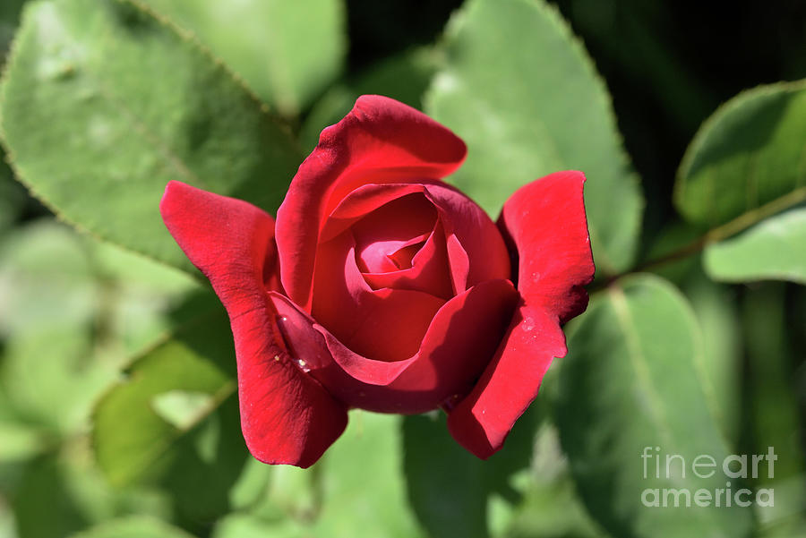 Rose flower bud Photograph by George Atsametakis