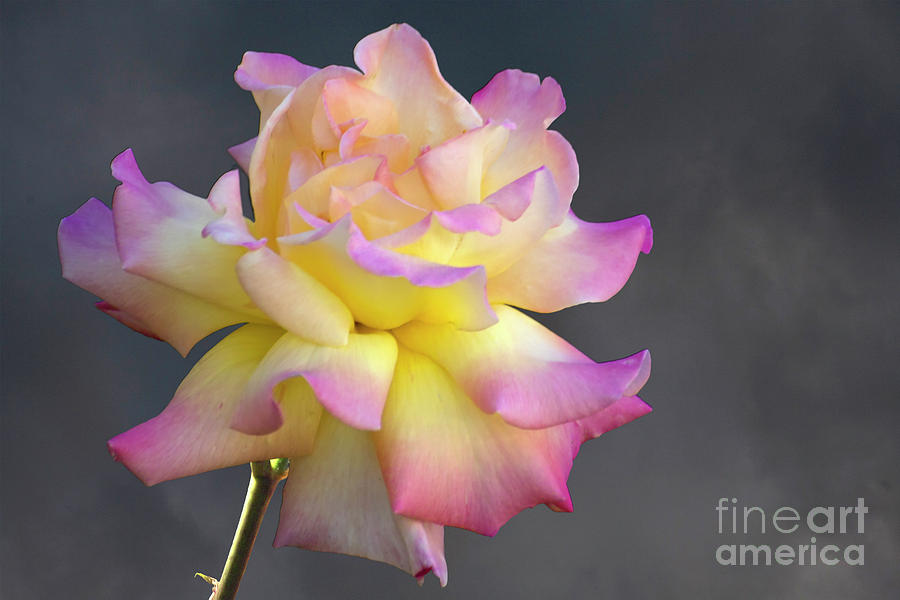 Rose Flower Photograph by Heiko Koehrer-Wagner