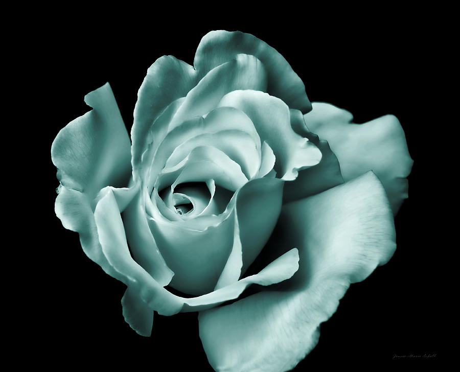Abstract Photograph - Rose Flower in Teal Green by Jennie Marie Schell