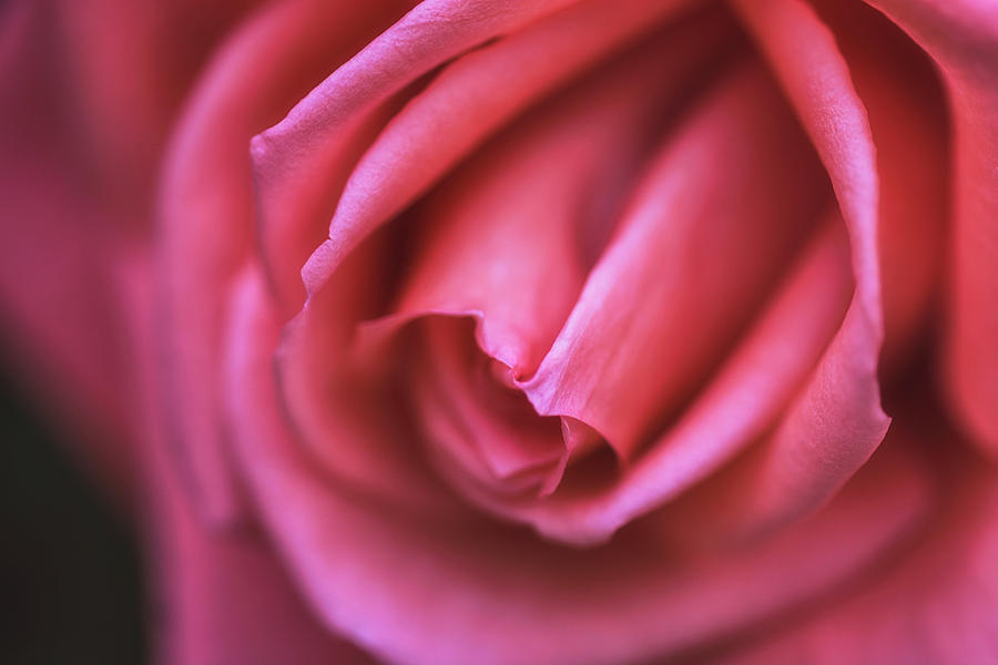 Nature Photograph - Rose flower macro 11 by Jijo George