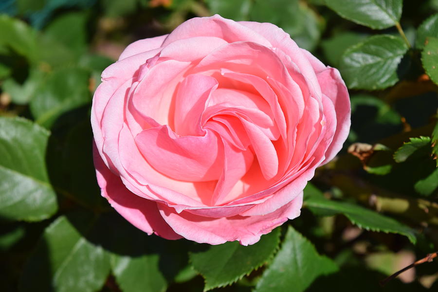 Rose Flower Photograph by Margarethe Binkley