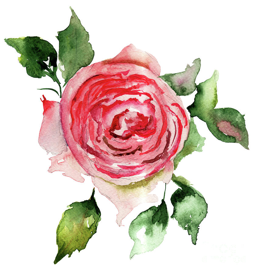 Rose flower Painting by Regina Jershova
