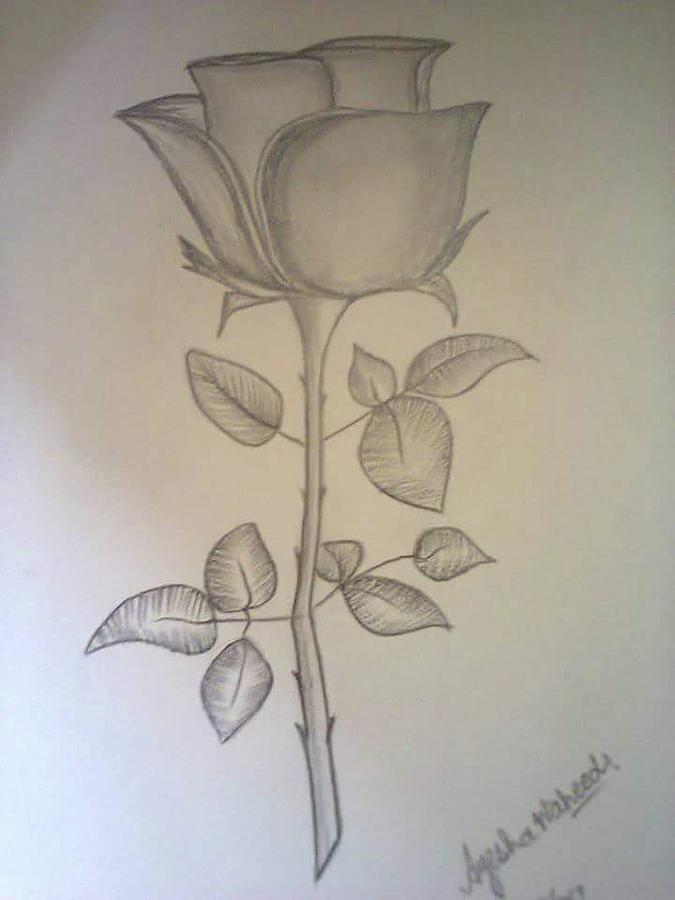 Rose Sketch Easy | Roses drawing, Rose drawing simple, Rose drawing-saigonsouth.com.vn