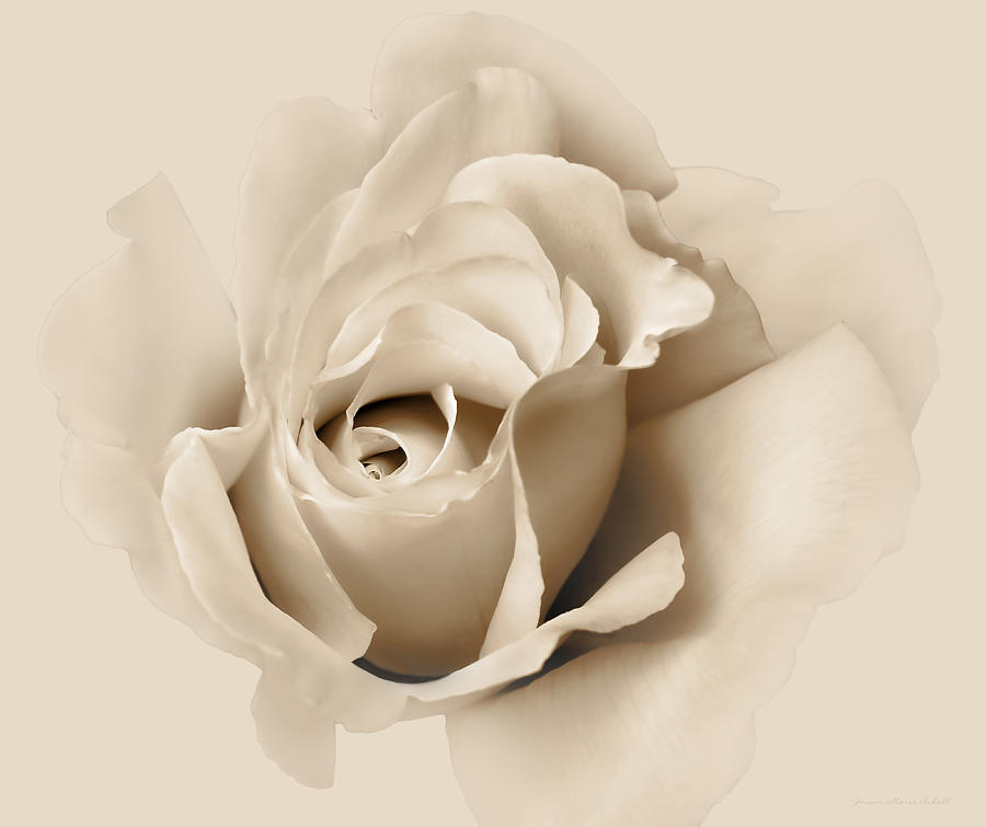 Rose Flower Soft Beige Photograph by Jennie Marie Schell