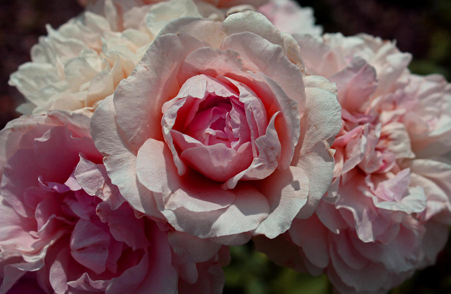 Rose Fluff Photograph by Michiale Schneider