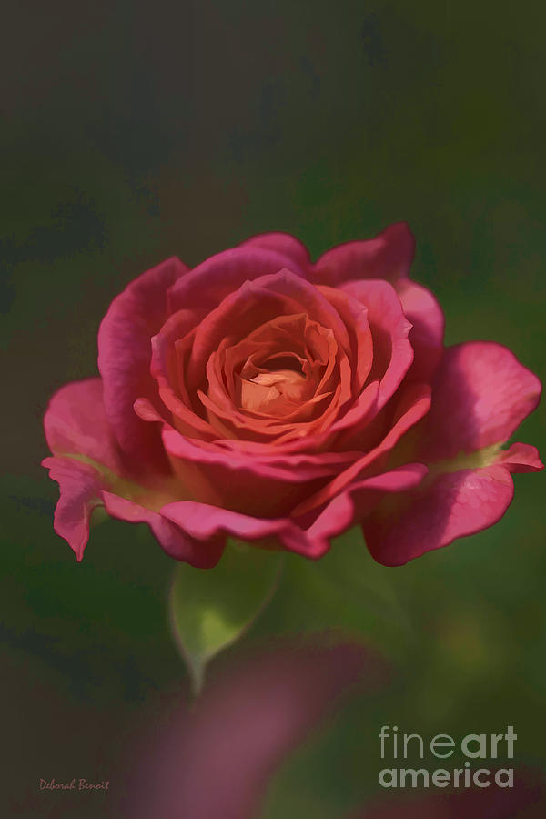 Nature Photograph - Rose Fragrance by Deborah Benoit