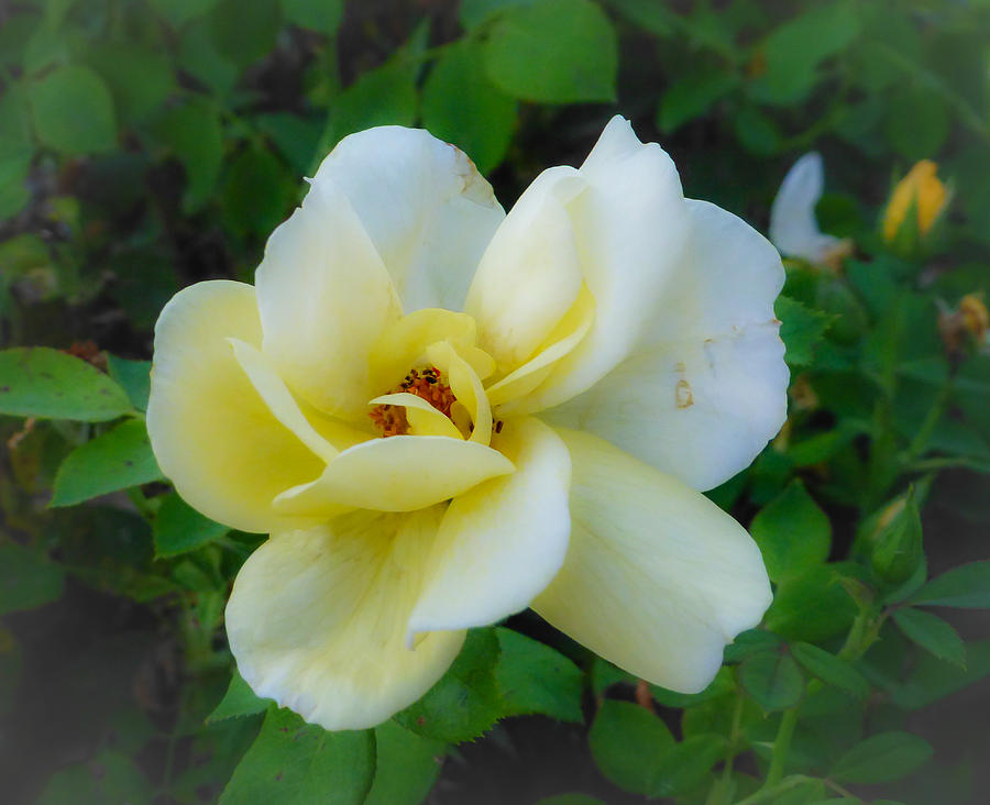 Summer Photograph - Rose from Home by Pamela Newcomb