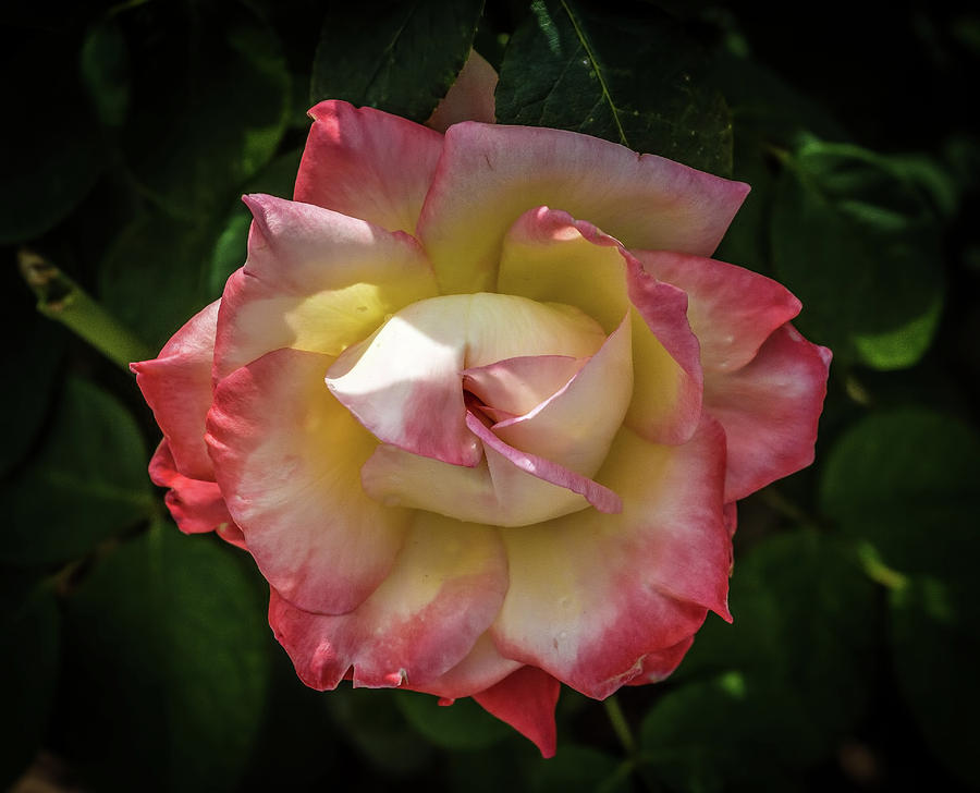 Rose from Mable Ringlings Garden Photograph by Richard Goldman