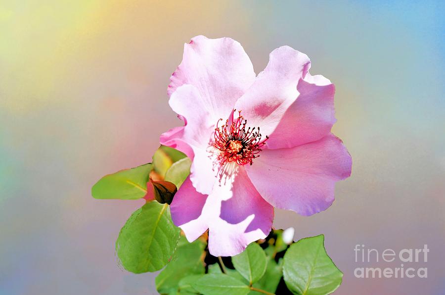 Spring Photograph - First Pink Rose from Tulsa Rose Garden by Janette Boyd