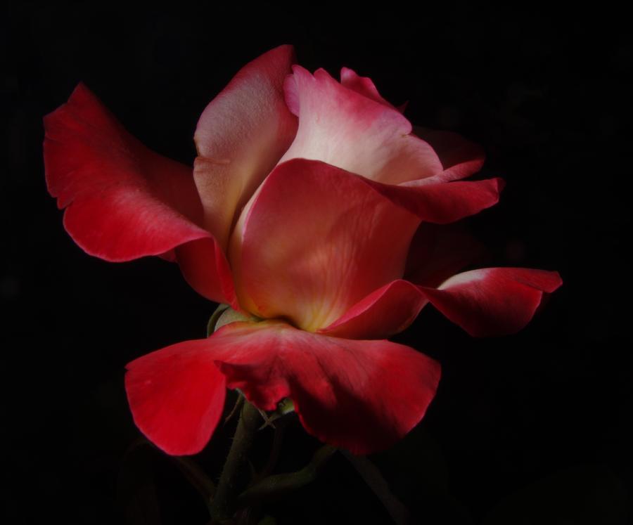Rose Gardeen Flower 3 Photograph by Phyllis Spoor