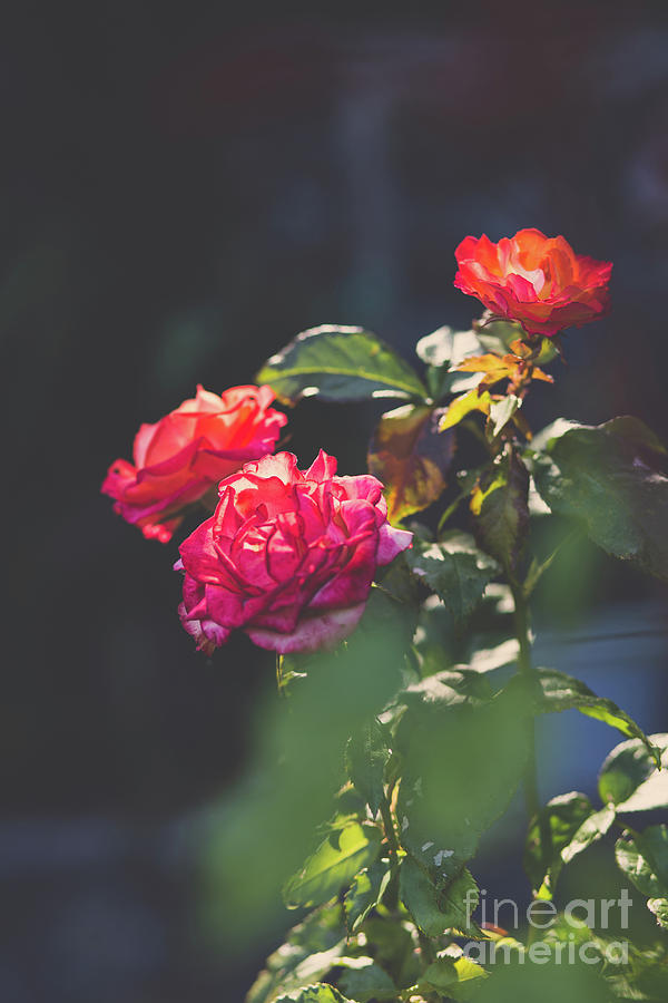 Rose Garden Photograph