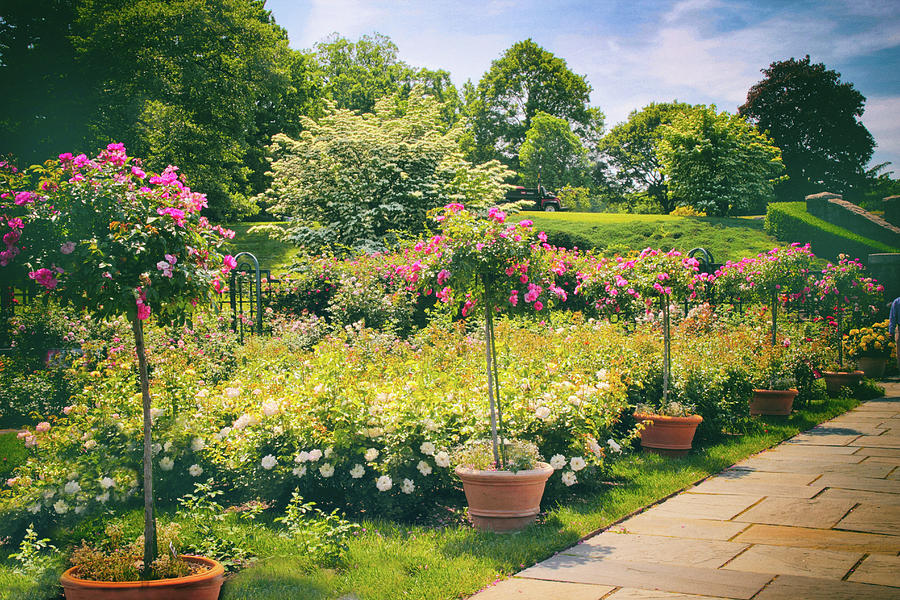 Rose Garden Allee II Photograph by Jessica Jenney