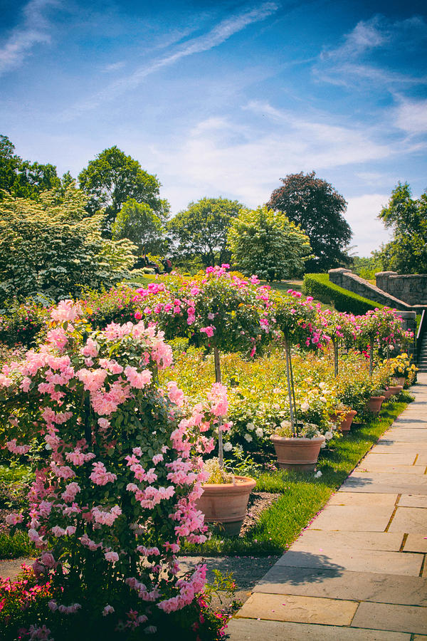 Rose Garden Allee  Photograph by Jessica Jenney