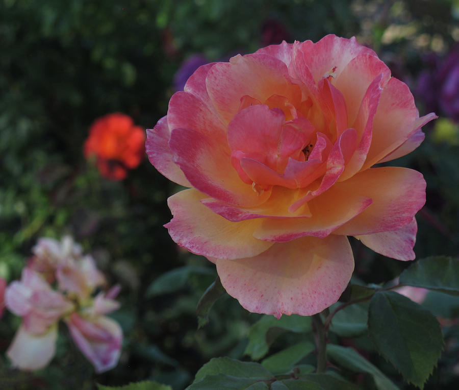 Rose garden beauty  Photograph by Ruth Jolly