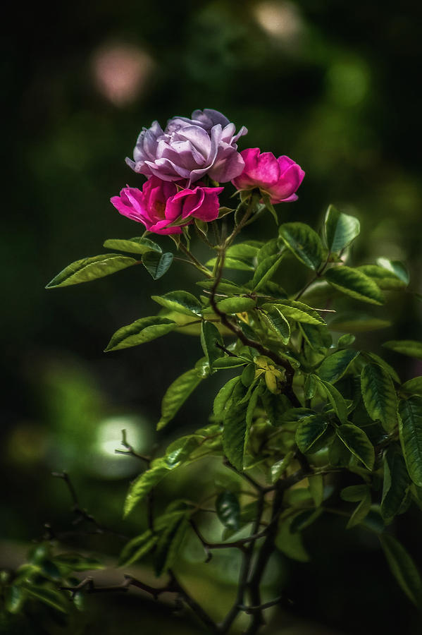 Rose Garden Photograph by Brenda Wilcox aka Wildeyed n Wicked
