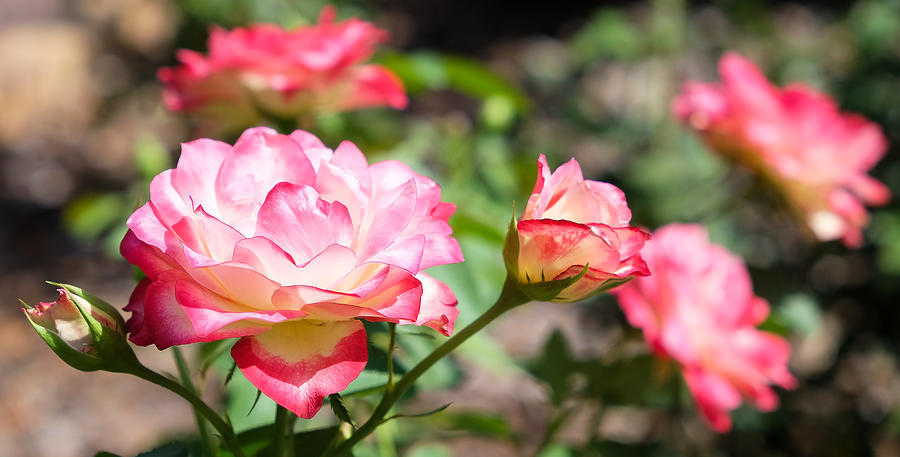 Flower Photograph - Rose Garden by Carl Bailey