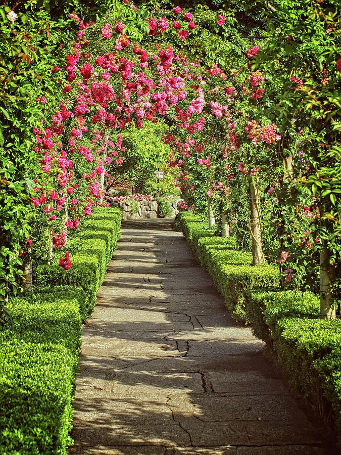 Rose Garden Photograph by Catherine Reading