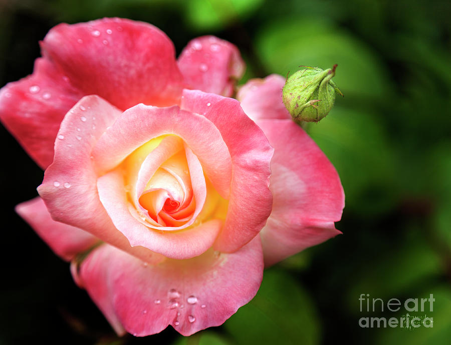 Rose Garden Photograph by David Millenheft