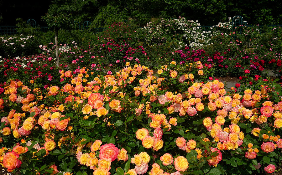 Rose Garden  Photograph by Diane Lent