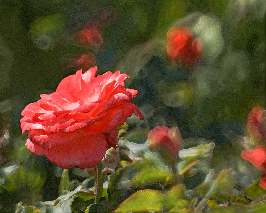 Rose Garden Photograph by Ernest Echols