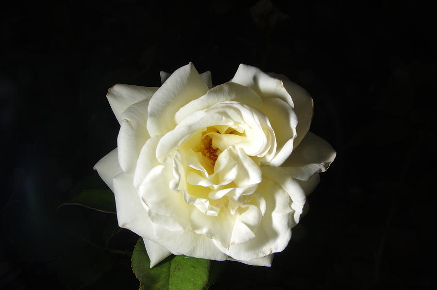 Rose Garden Flower 1 Photograph by Phyllis Spoor