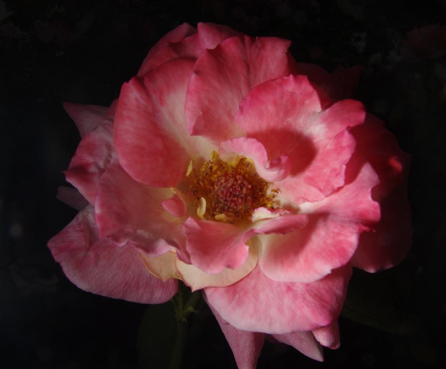 Rose Garden Flower 2 Photograph by Phyllis Spoor