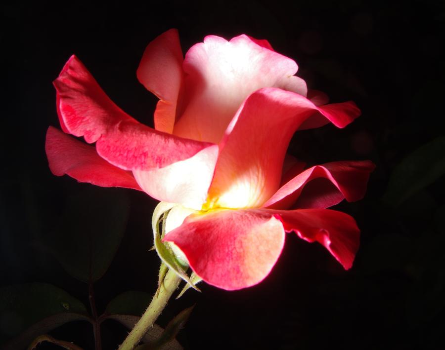Rose Garden Flower 4 Photograph by Phyllis Spoor