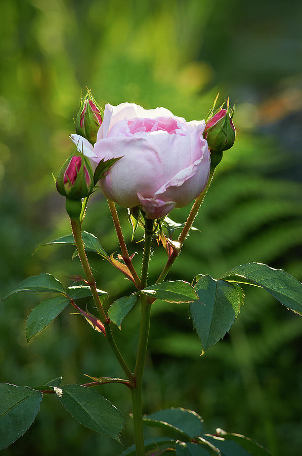 Rose Photograph by Garden Gate