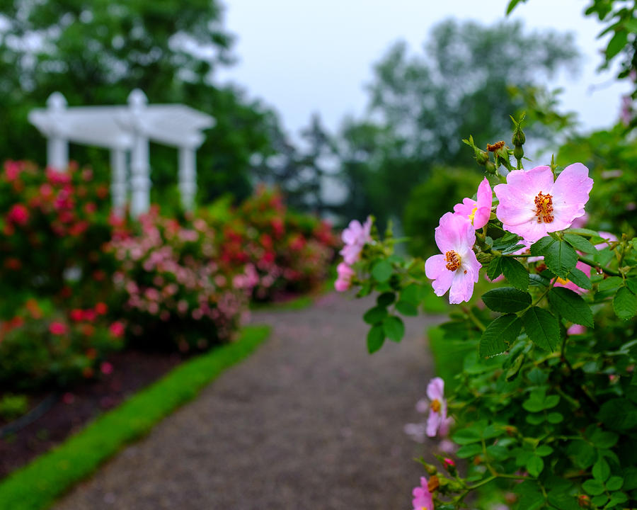 Buffalo Photograph - Rose Garden Gateway by Chris Bordeleau