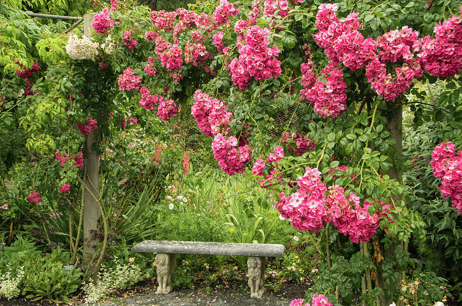 Romantic Rose Garden Photograph by Marilyn Wilson