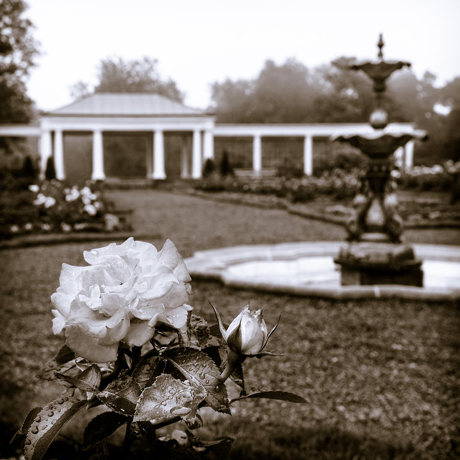 Rose Garden Monochrome Photograph by Chris Bordeleau