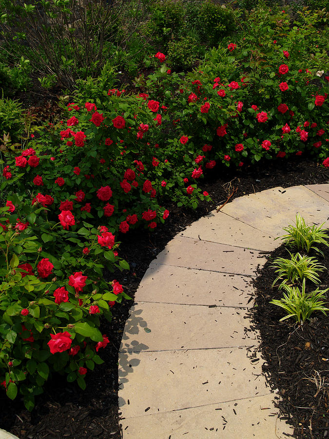 Rose Garden Path Photograph by Dorothy Lee