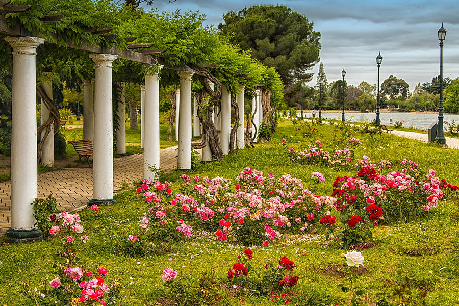 Rose Garden Promenade, Mendoza, Argentina Photograph by Robert McKinstry