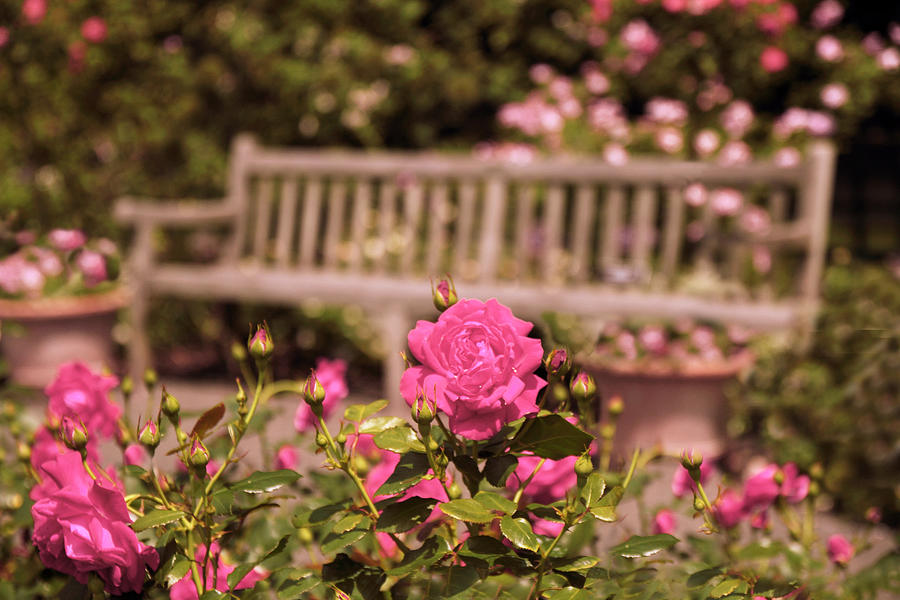Rose Garden Rest Photograph by Jessica Jenney