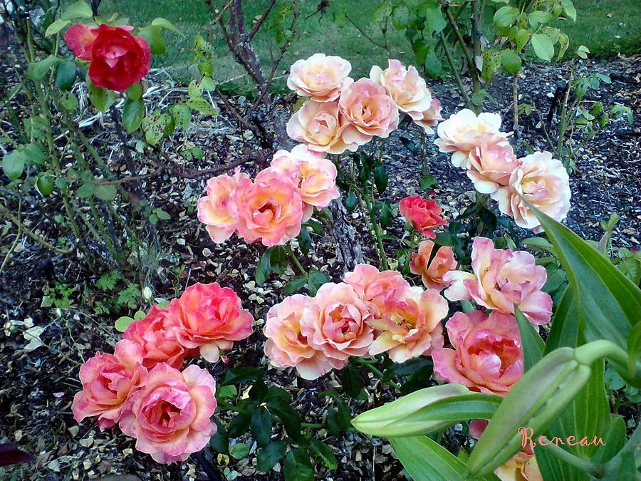 Rose Garden Photograph by A L Sadie Reneau