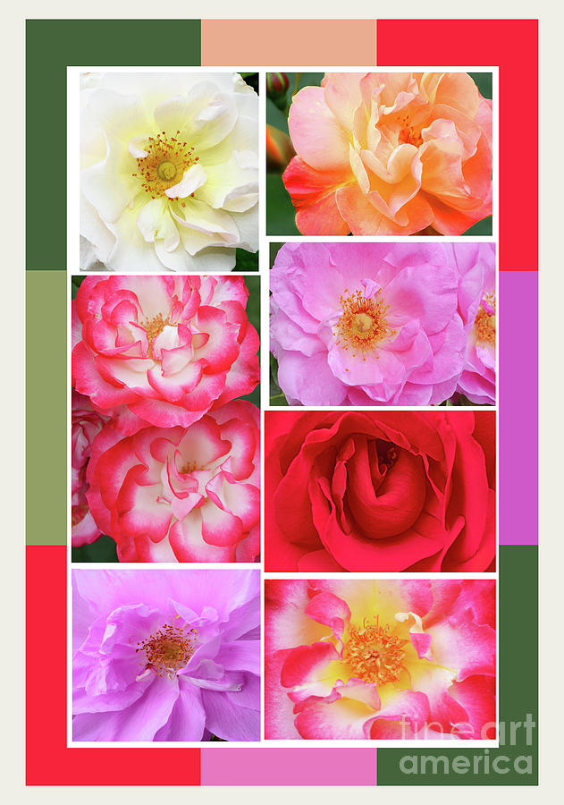 Nature Photograph - Rose Garden Sampler by Regina Geoghan