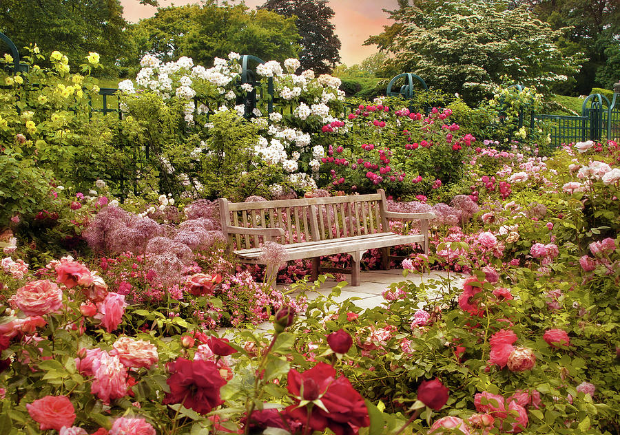 Rose Garden Sunset Photograph by Jessica Jenney