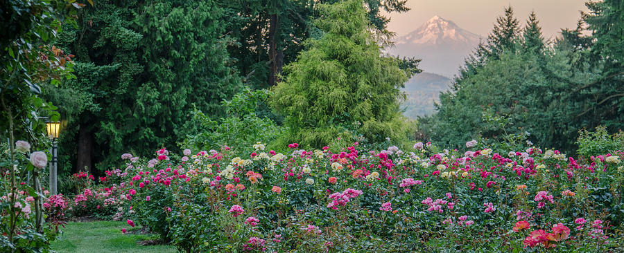 Rose Garden View Photograph by Don Schwartz