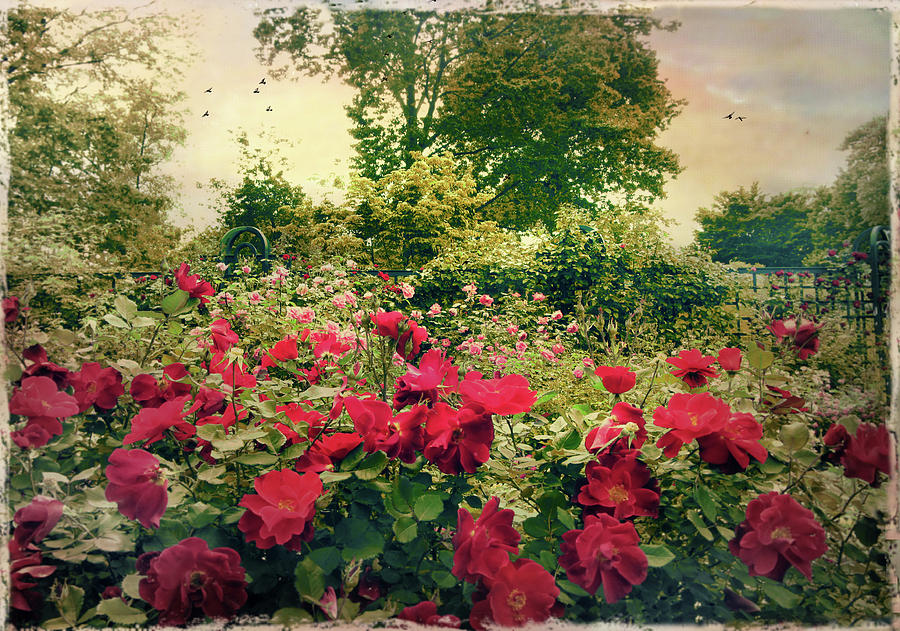 Rose Garden Vintage Photograph by Jessica Jenney