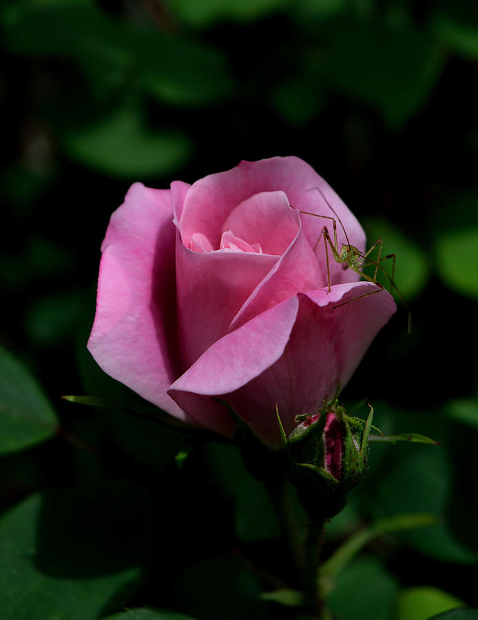Rose Garden Visitor Photograph by Karen Harrison Brown