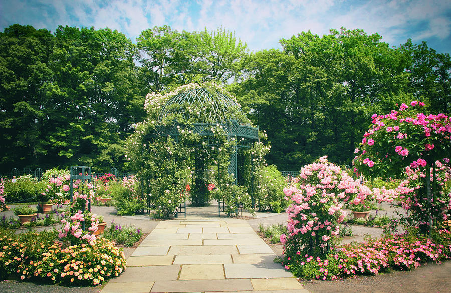 Rose Garden Walkway Photograph by Jessica Jenney