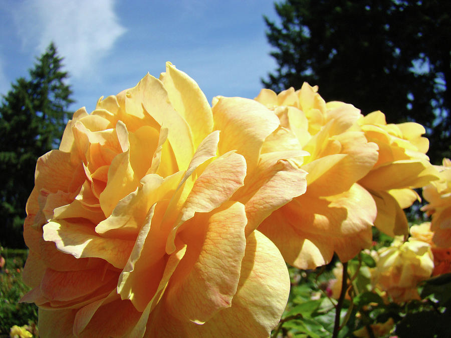 Rose Garden Yellow Peach Orange Roses Flowers 3 Botanical Art Baslee Troutman Photograph by Patti Baslee