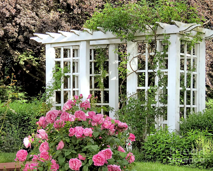 Rose Gardens Photograph by Janice Drew